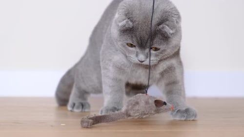 шотландский вислоухи мальчик шотландский вислоухи мальчик
