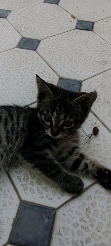 Котята ласковые Котята ласковые