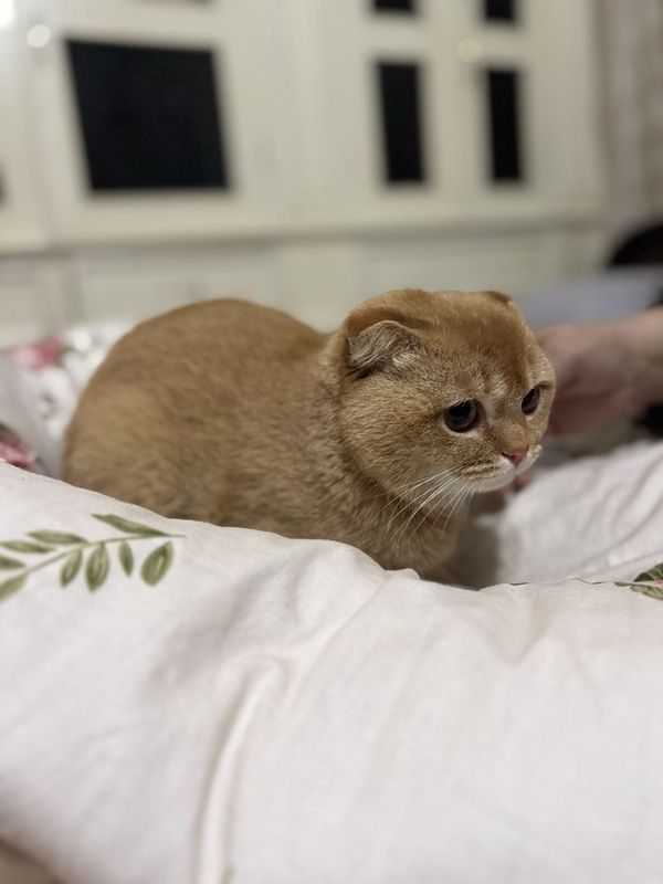 Scottish Fold Cat