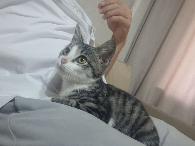 Котенок в добрые руки бесплатно