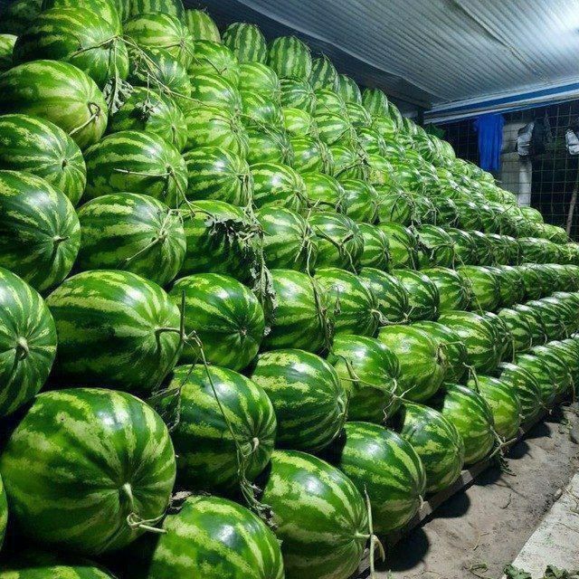 Tarvuz tayor buldi Tarvuz tayor buldi