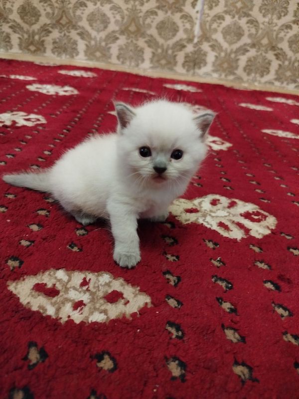 Вислоухий котята окраса кайл-пойнт