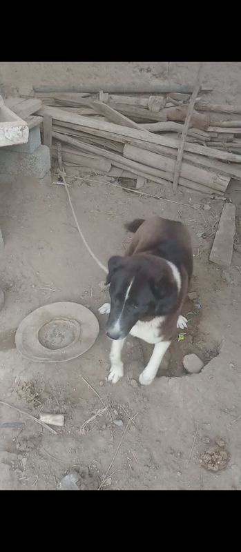 Sotiladi Xonqa tumani Sotiladi Xonqa tumani