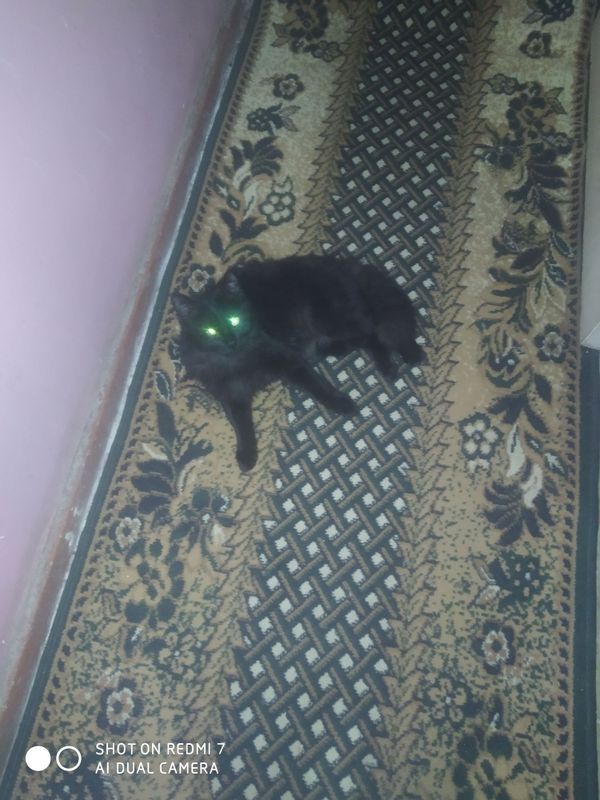 Mushuk qora kafolatlangan Mushuk qora kafolatlangan