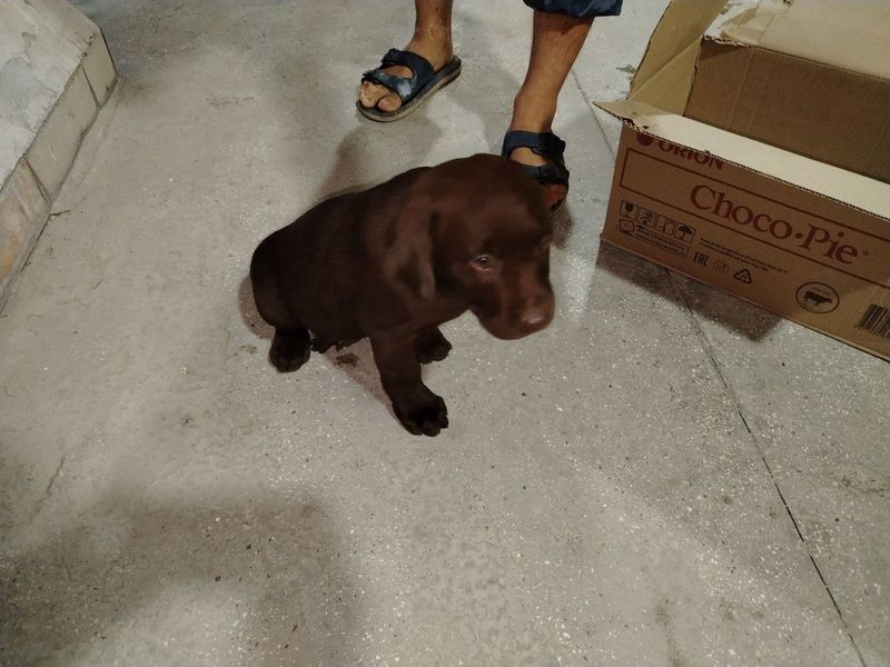 Labrador retriver