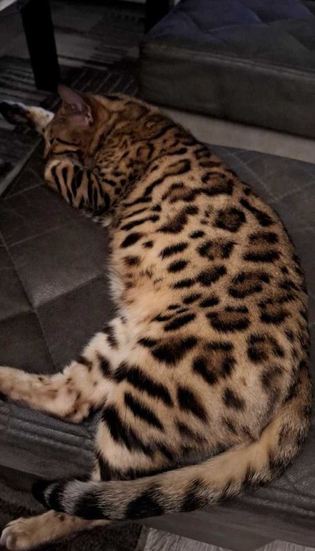 Bengal 1,5 yosh 1 oylik bolasi qo'shib beriladi