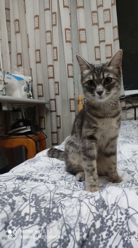 Отдам кошку в хорошие руки Отдам кошку в хорошие руки