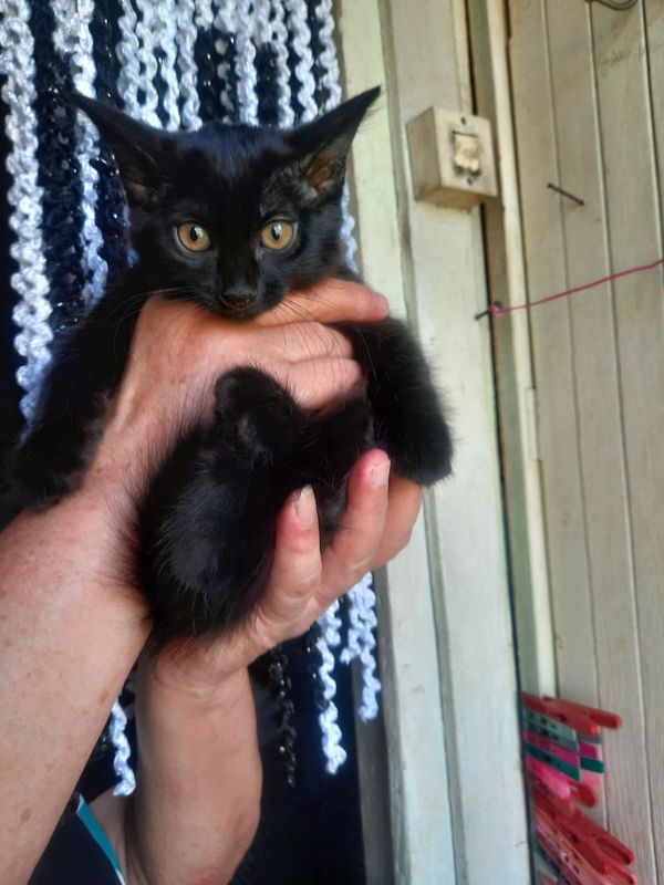 Котята в добрые ответственные руки Котята в добрые ответственные руки