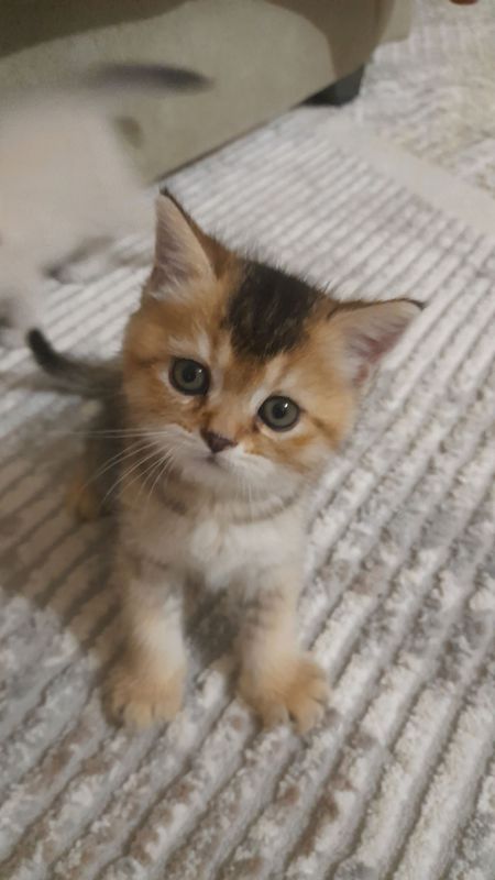 Продаються котята, полтора месяца шиншилы Продаються котята, полтора месяца шиншилы