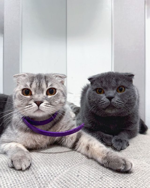 Кокша и Кот Scottish Fold Кокша и Кот Scottish Fold