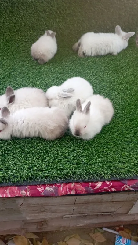 Kalif quyonchala sotiladi 6-ta Kalif quyonchala sotiladi 6-ta