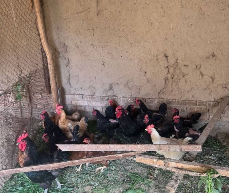 Продаю курей несушек