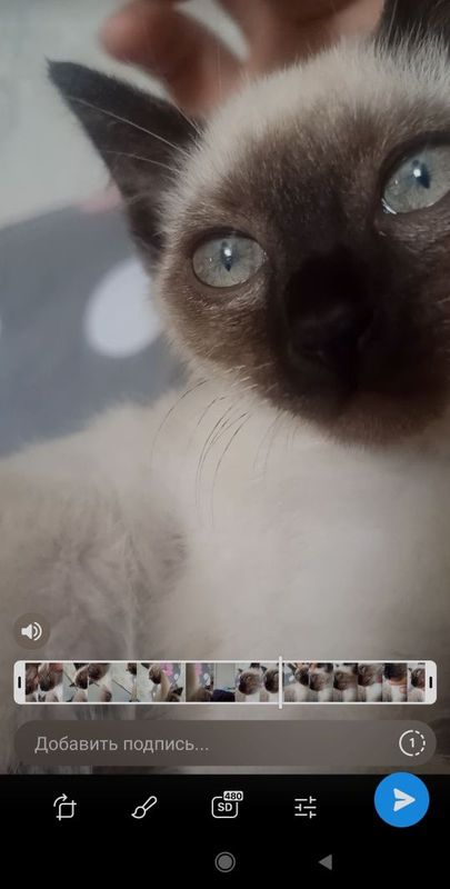 Отдаю сиамского кота