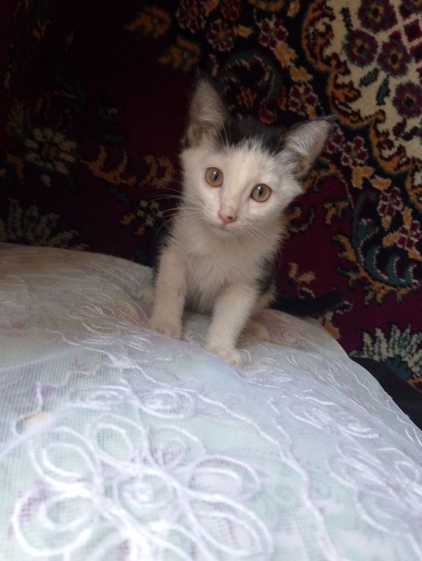 Отдам котят в хорошие руки ,беспатно,им по 2 месяца, 2 мальчика и 2 де Отдам котят в хорошие руки ,беспатно,им по 2 месяца, 2 мальчика и 2 де