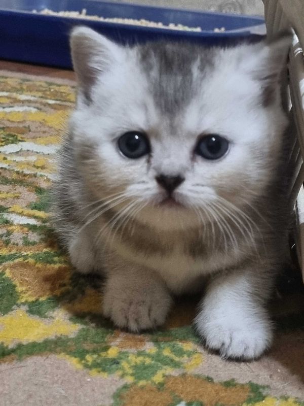 Продаются котята Продаются котята