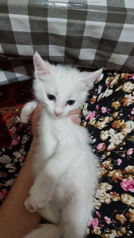 Отдаются в добрые руки котята. Отдаются в добрые руки котята.