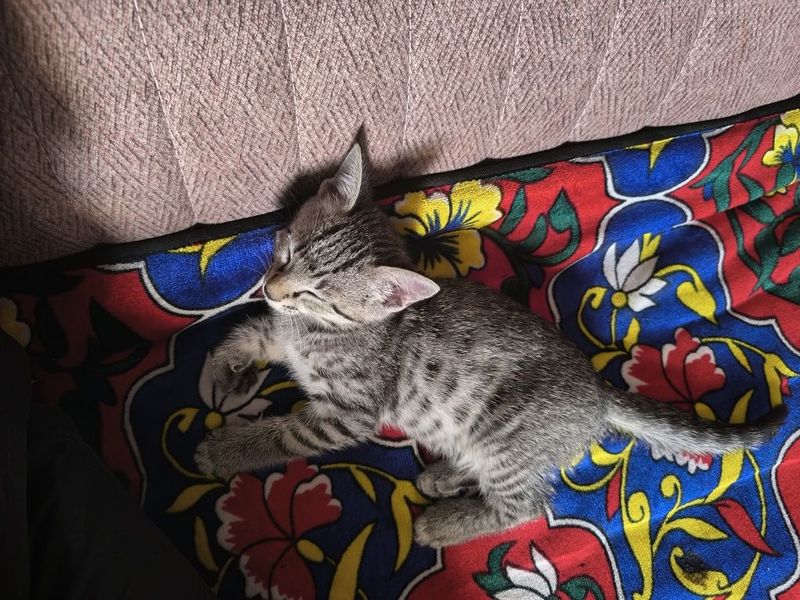 Котят хотим отдать Котят хотим отдать