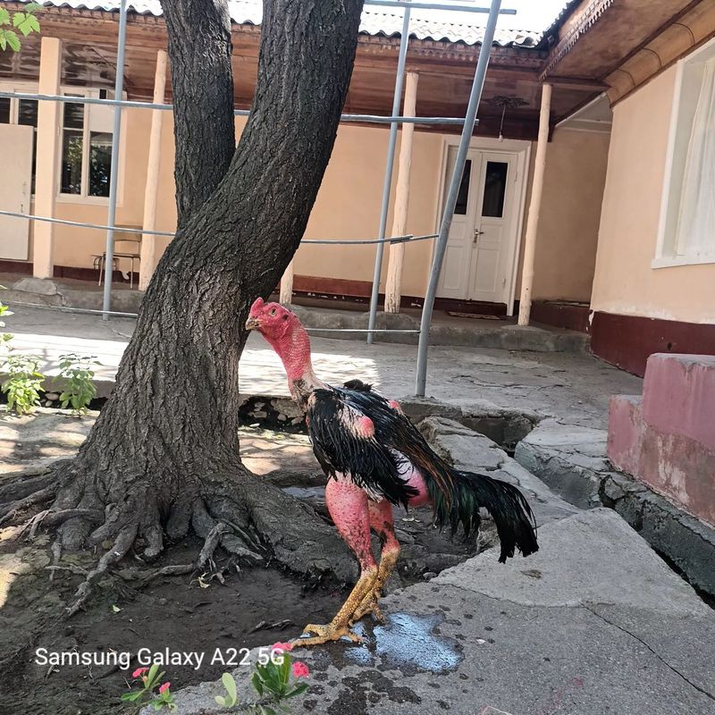 Assalomu aleykum tayyor xoroz soraganlaga 3.500 kg Assalomu aleykum tayyor xoroz soraganlaga 3.500 kg