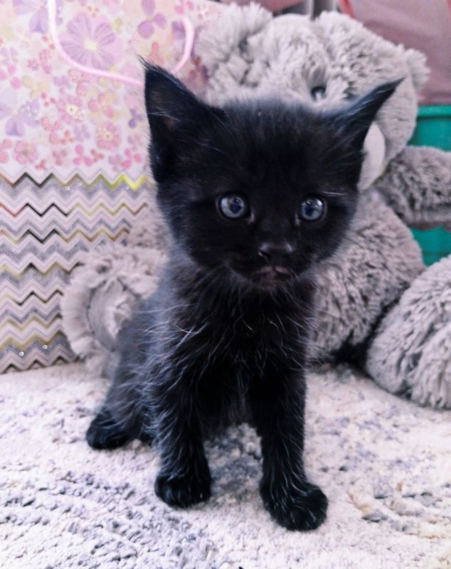 Чёрный котёнок — отдам даром в добрые руки! Малышу 1 месяц. Он ласковы Чёрный котёнок — отдам даром в добрые руки! Малышу 1 месяц. Он ласковы
