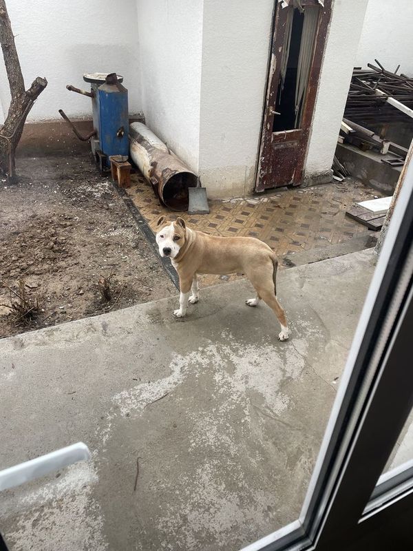 Pit bul toza zor boqilgan odamga umuman indamidi 8oylik xama ukolini o