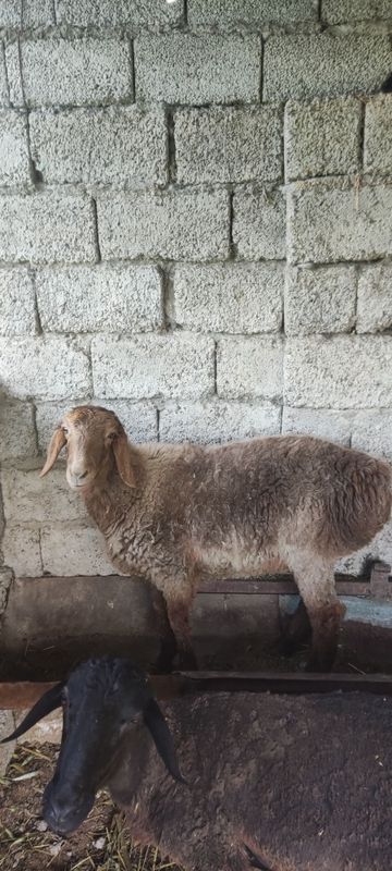 Solu sotladi 7 oyli Solu sotladi 7 oyli