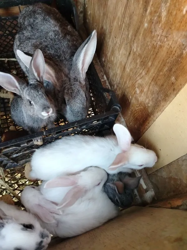 Ona bola quyonlar Ona bola quyonlar