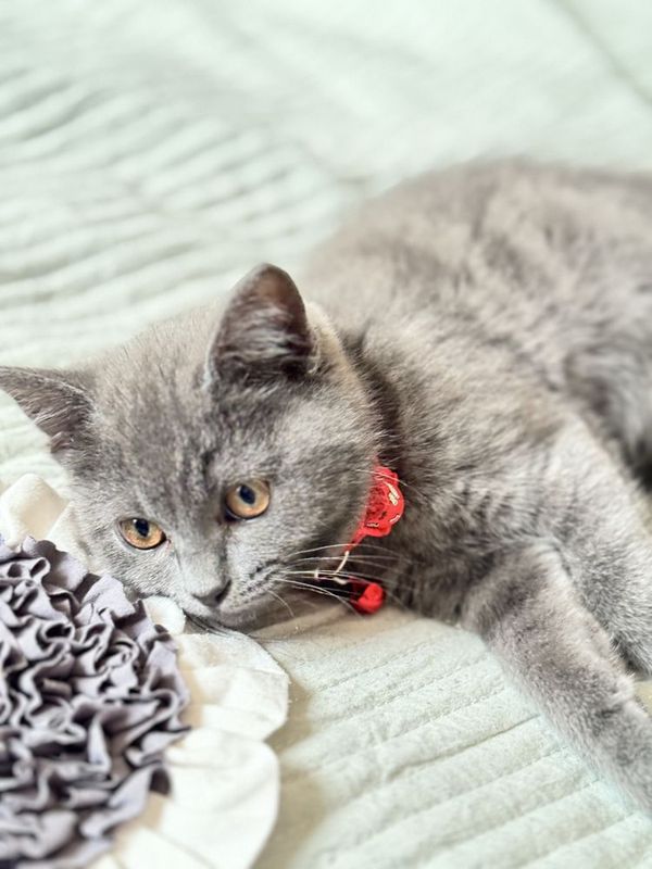 Кошка британский Кошка британский