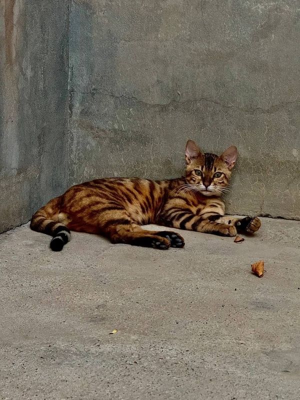 Bengal mushugi erkak