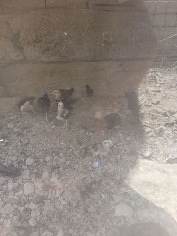 TOVUQ jojala optim sotiladi soni ko'p oladigan odam tel qisn TOVUQ jojala optim sotiladi soni ko'p oladigan odam tel qisn