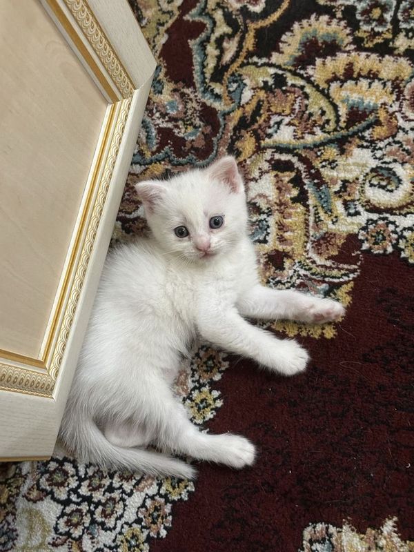 Продается белый котенок Продается белый котенок