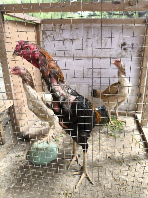 Dakan xoʻroz va tovuqlar sotiladi Dakan xoʻroz va tovuqlar sotiladi