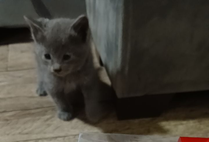 Скоттш фолд 1.5 ойли Скоттш фолд 1.5 ойли