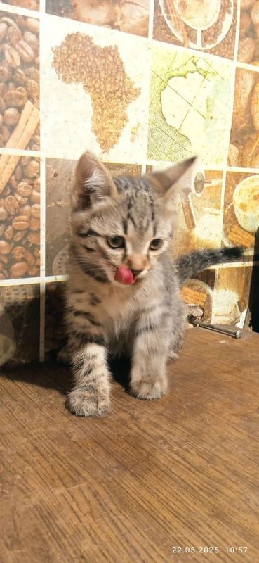 Бесплатно отдам котят Бесплатно отдам котят
