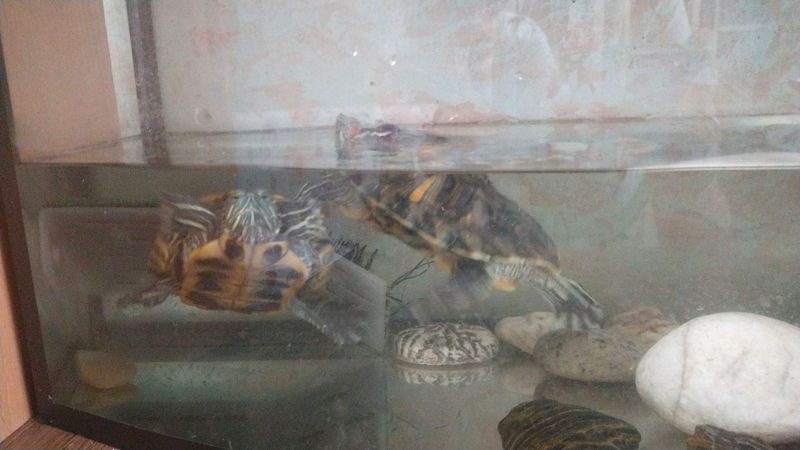Продаются Красноухие черепахи