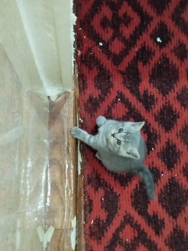 Катята Скотиш Страйт Катята Скотиш Страйт