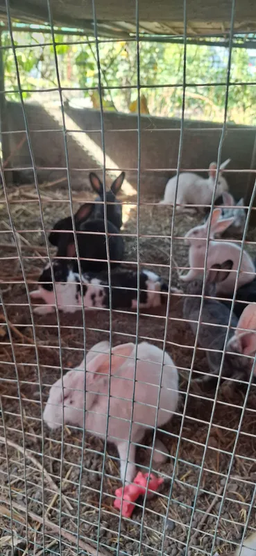Продам Кроликов Продам Кроликов