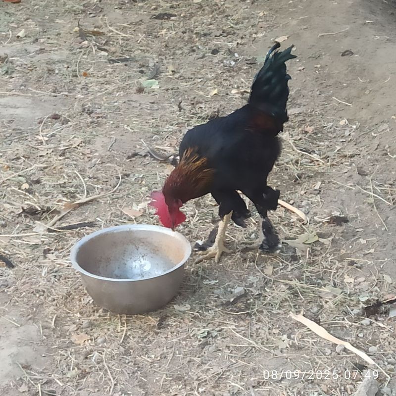 Andijon qora tovuq xoʻrozlari