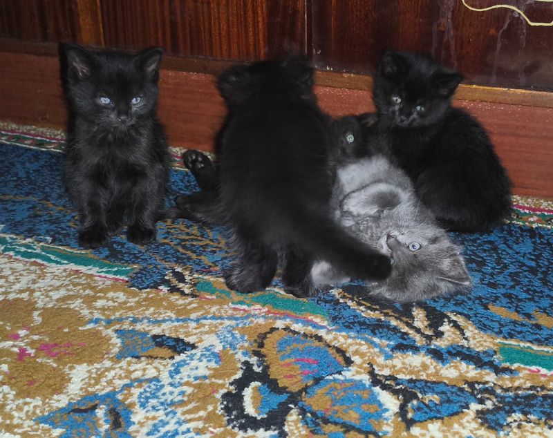 Отдам котят в добрые руки Отдам котят в добрые руки