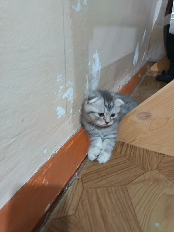 Мушик болари сотилади