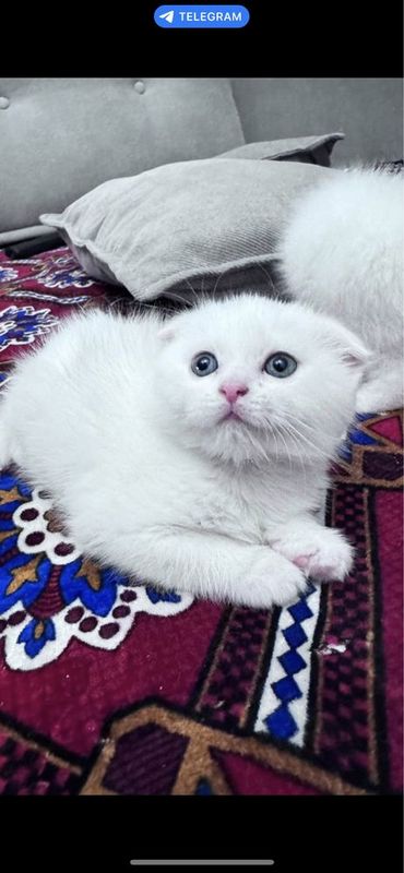Продаю котят британского пароды две пол (ж) цена договорная Продаю котят британского пароды две пол (ж) цена договорная
