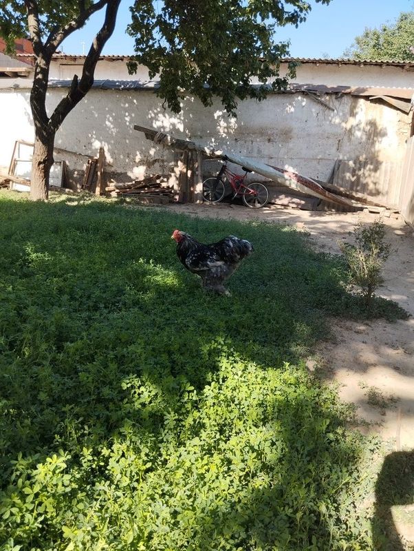 Brama tovuq xoroz Brama tovuq xoroz