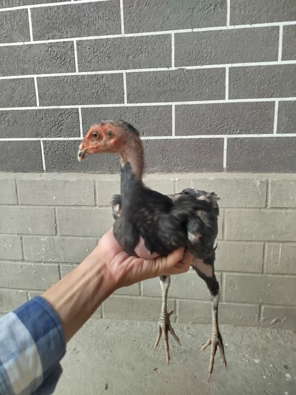 Dakan jojallar Dakan jojallar
