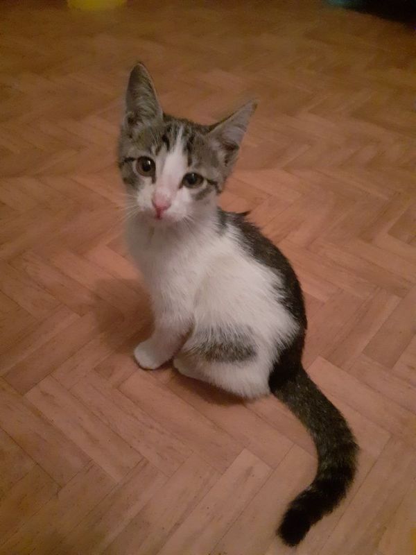 Отдам котёнка мальчика Отдам котёнка мальчика