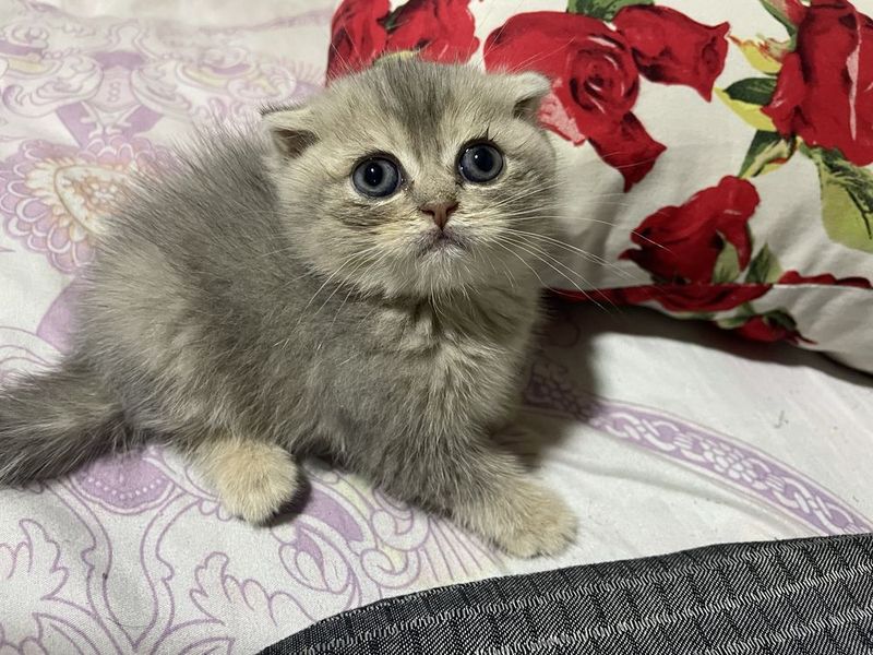 Scottish fold shinshila Scottish fold shinshila