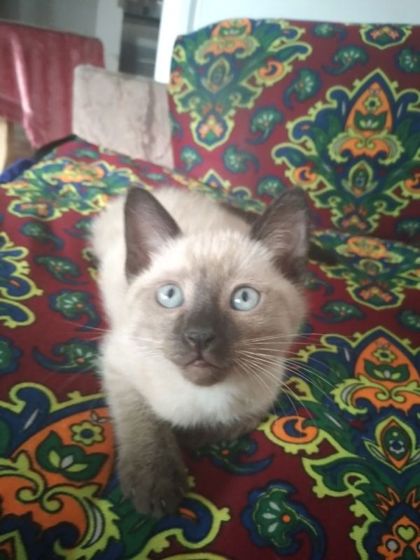 Котенок красивый Котенок красивый