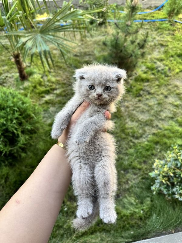 Котята скоттиш фолд,страйт Котята скоттиш фолд,страйт