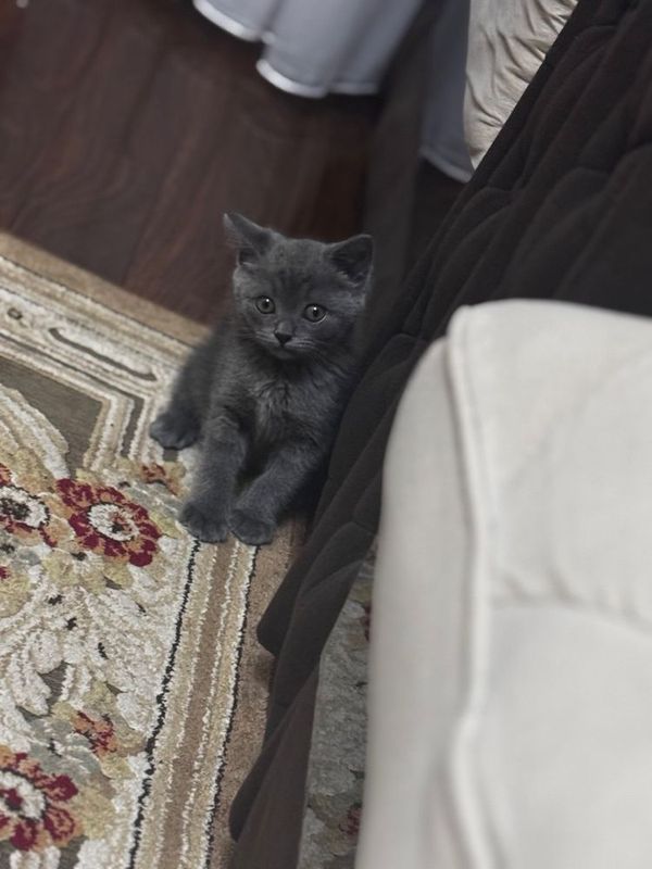 Котёнок скотиш страйт Котёнок скотиш страйт