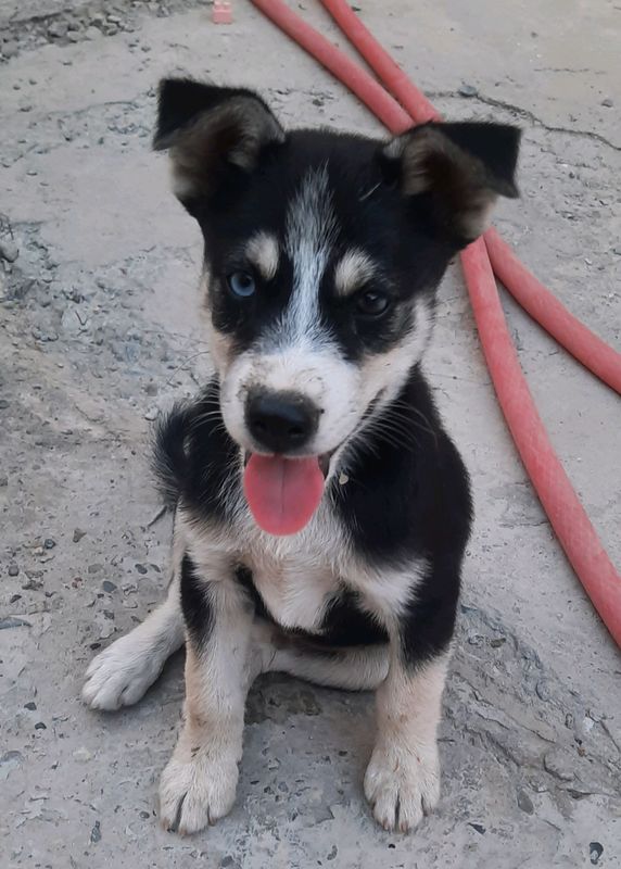 1 oylik parodasi toza XASIKI 1 oylik parodasi toza XASIKI