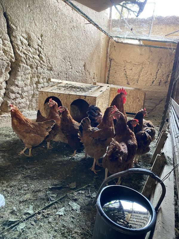 Zori bor hammasidan Zori bor hammasidan