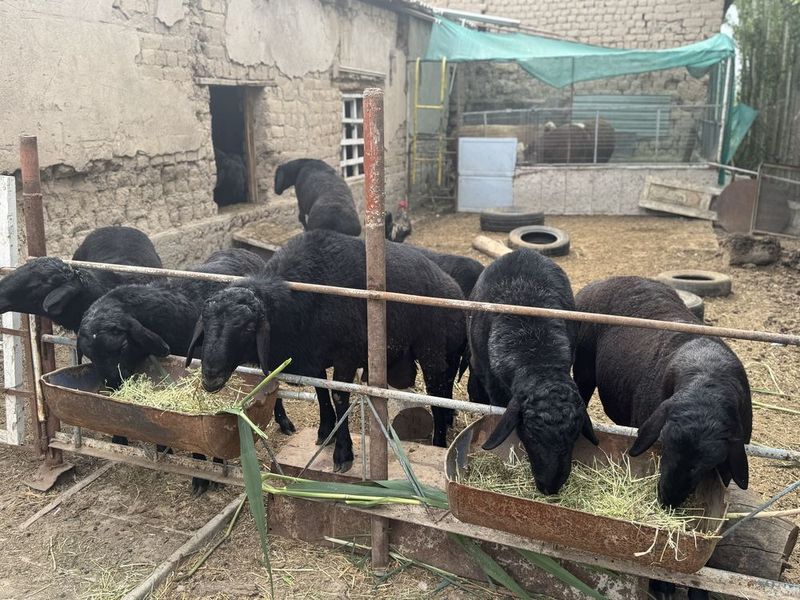 Zotdor qoylar sotiladi